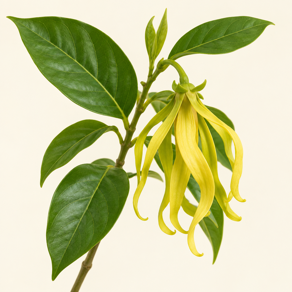 Ylang Ylang flower — Body Butter Tuberose top note | Escents Aromatherapy