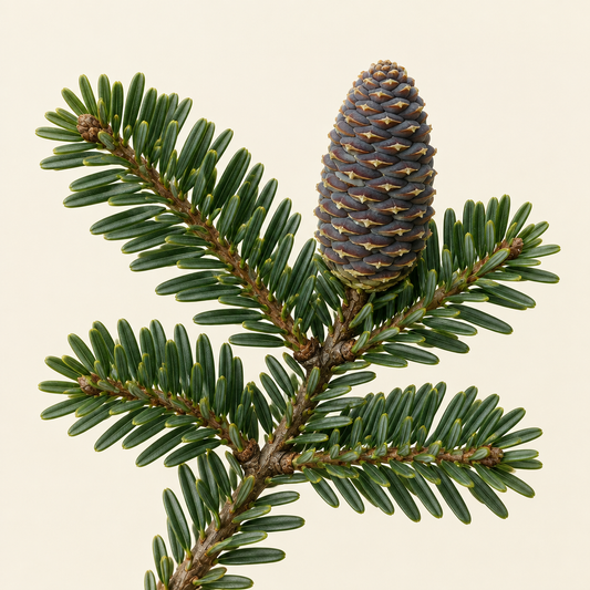 Fir Needle branch — Body Butter Picasso top note | Escents Aromatherapy