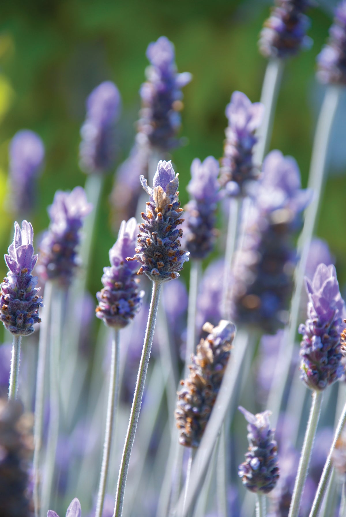 Reed Diffuser - Lavender - Escents Aromatherapy