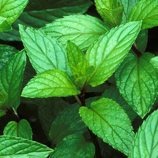 Arctic  (Modified Blend) - Escents Aromatherapy