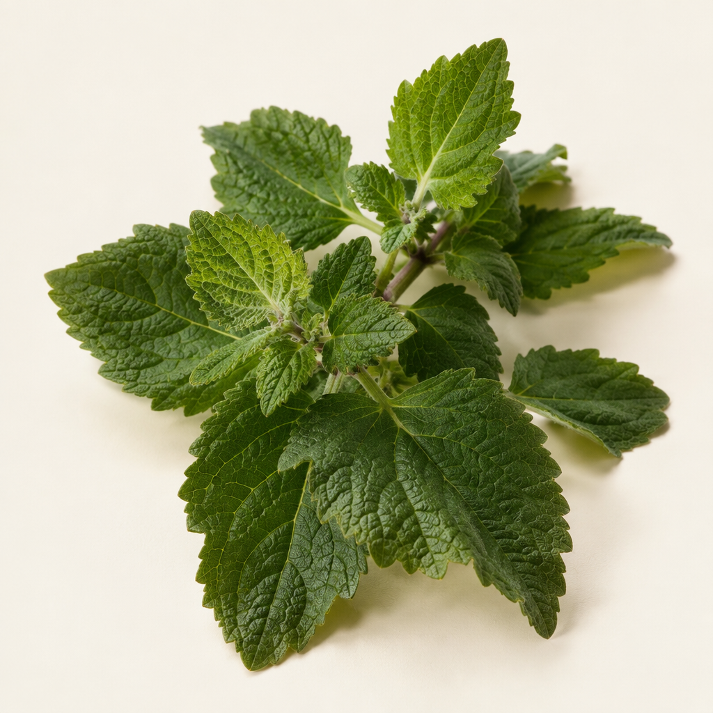 Sensuality Patchouli top-note photo