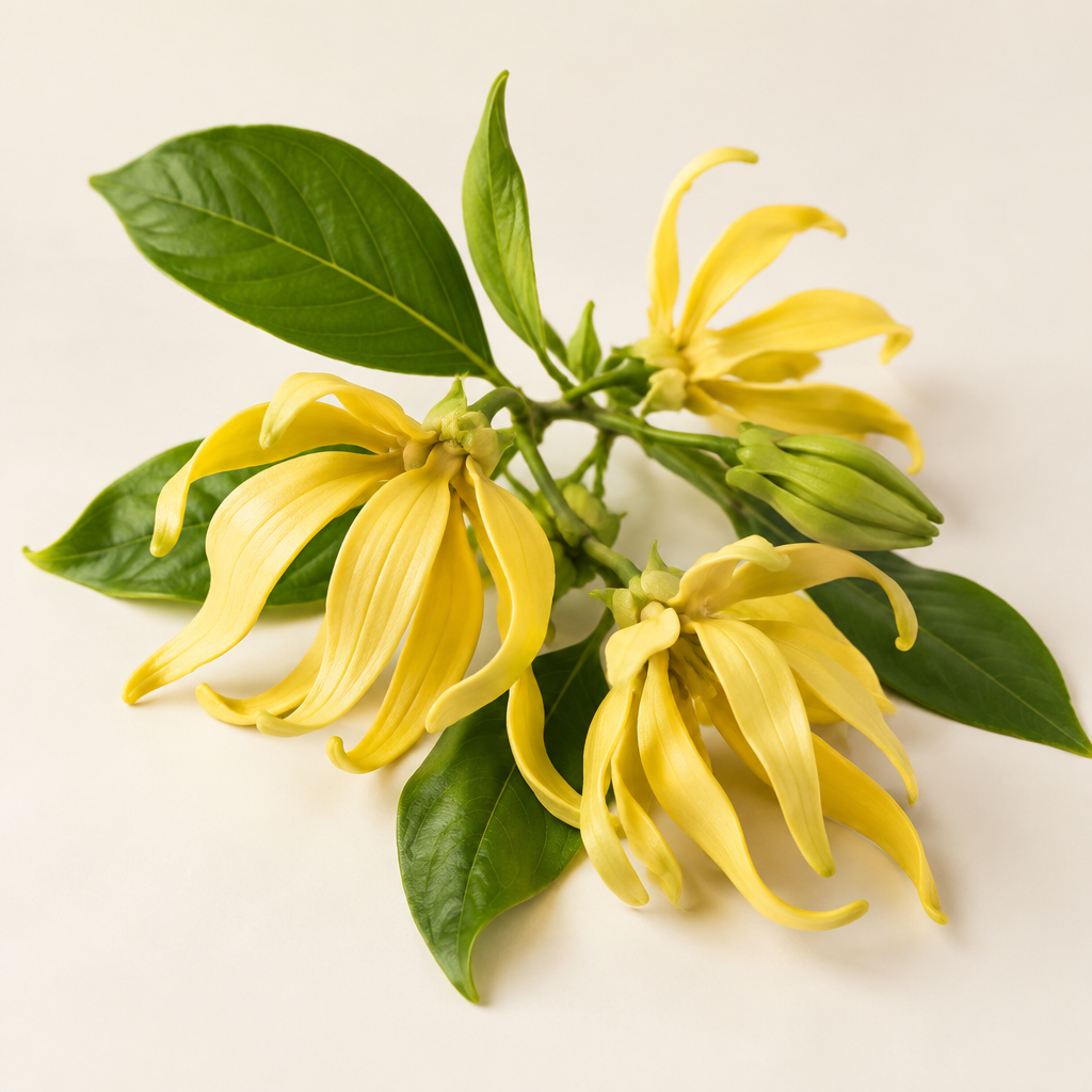 Sensuality Ylang Ylang top-note photo