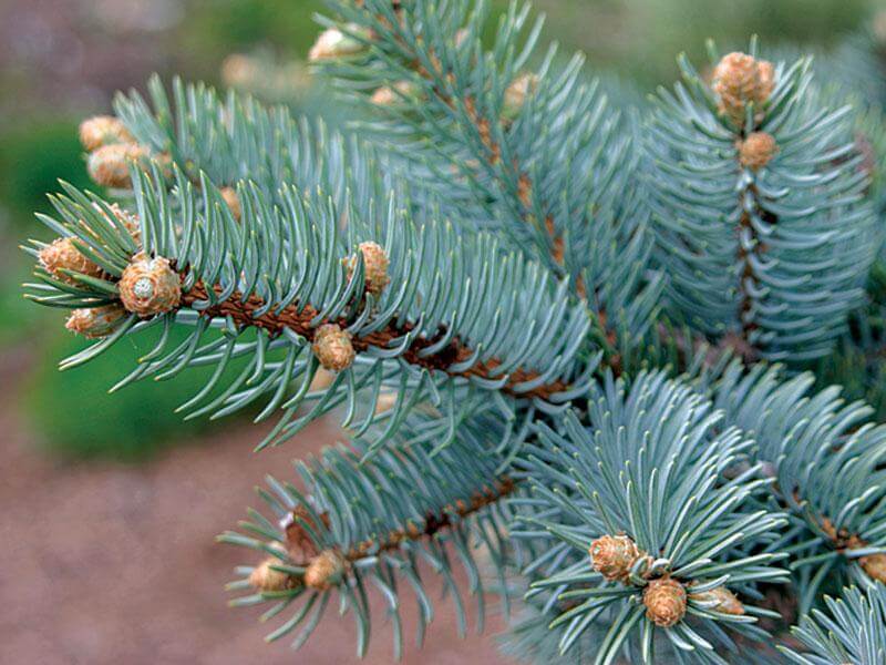 Dew Drop - Premium Aroma at Home, AROMA BLEND from Escents Aromatherapy Canada -  !   