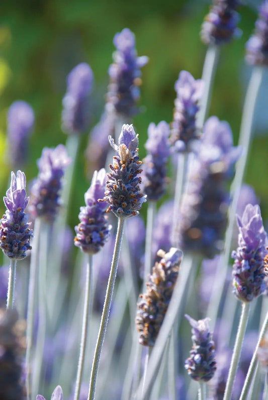 Deodorant Lavender w/Tea Tree - Premium Bath & Body, Body Care, DEODORANT from Escents Aromatherapy Canada Canada -  !   