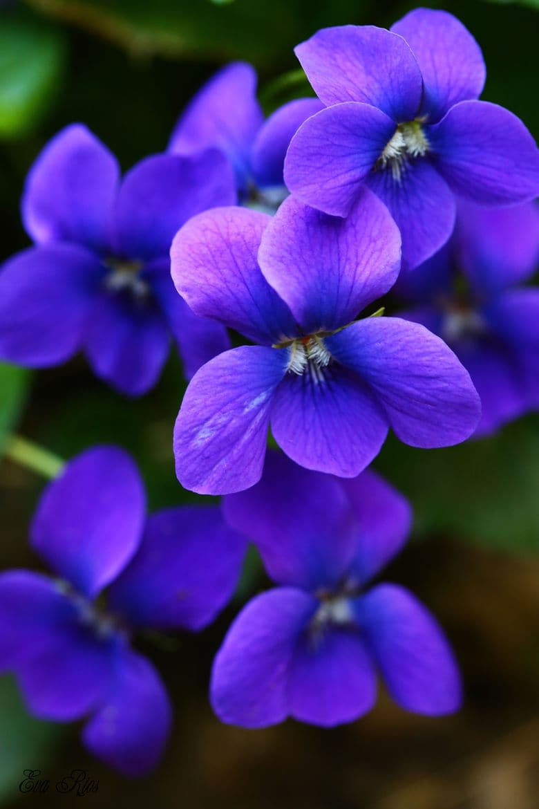 Happy - Premium Aroma at Home, AROMA BLEND from Escents Aromatherapy Canada -  !   