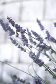 Lavender Body Mist Bundle - Escents