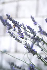 Lavender Essential Kit - Premium Bath & Body, Bath & Shower from Escents Aromatherapy -  !   
