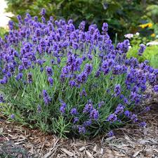 Lavender Essentials Value Bundle - Premium Natural Wellness from Escents Aromatherapy Canada -  !