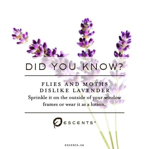 Lavender France - Escents Aromatherapy www.Escentsaromatherapy.com
