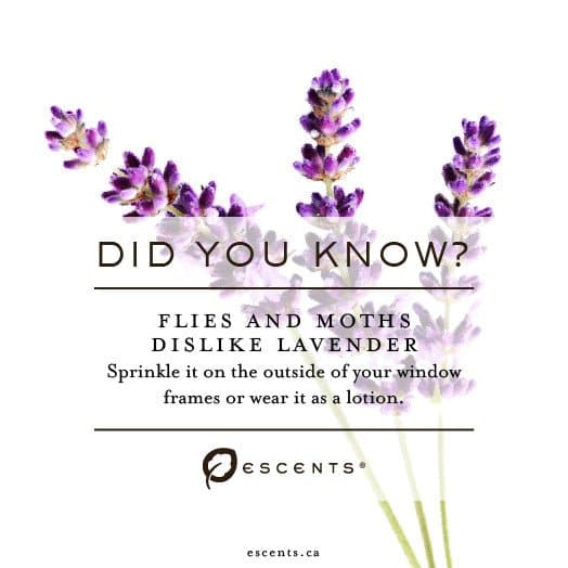 Lavender High Alpine - Escents