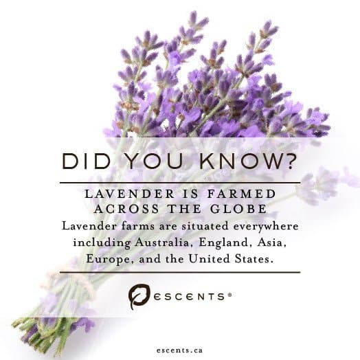Organic Lavender - Premium ESSENTIAL OIL from Escents Aromatherapy Canada Canada -  !