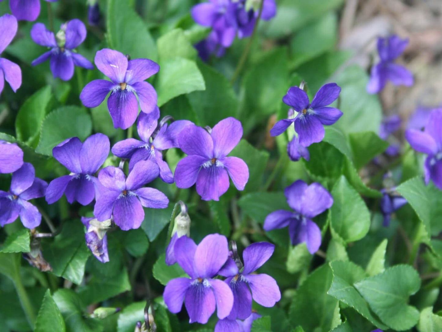 Rain - Premium Aroma at Home, AROMA BLEND, Seasonal from Escents Aromatherapy Canada -  !   