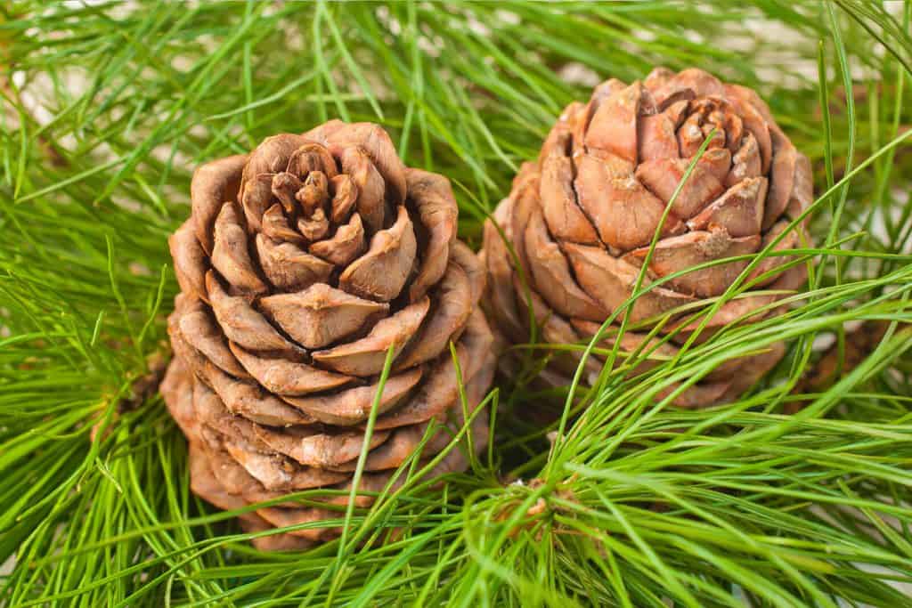 Rain - Premium Aroma at Home, AROMA BLEND, Seasonal from Escents Aromatherapy Canada -  !   