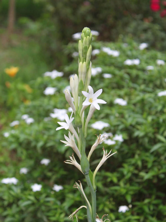 Tuberose - Premium Aroma at Home, AROMA BLEND from Escents Aromatherapy Canada -  !   